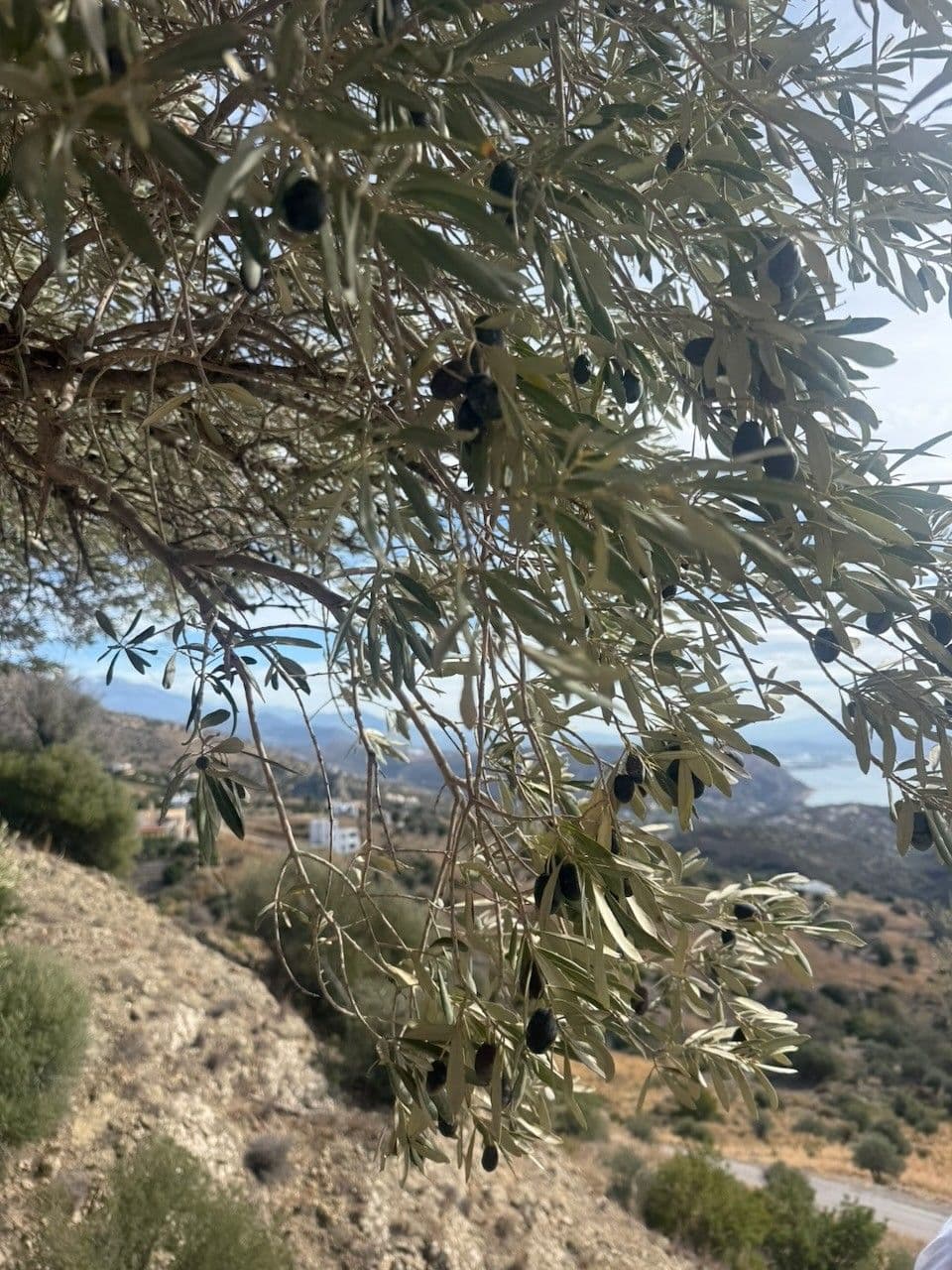 Black olives ripening on a branch, the valley and the sea below