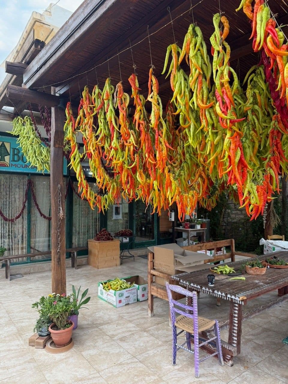 Peppers hung in long strings from the roof beams of the shop's terrace