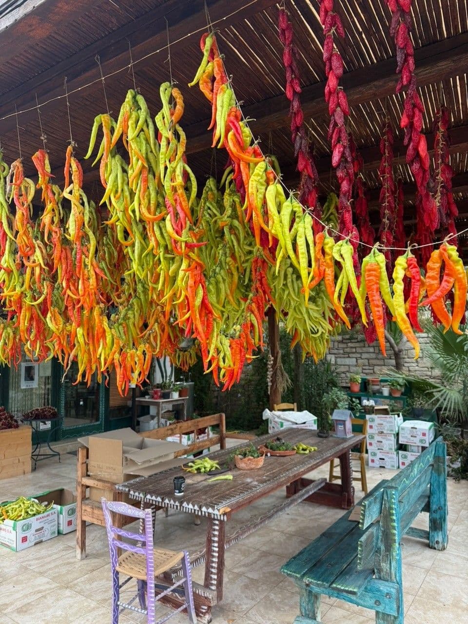 Strings of green, orange and red chilli peppers hanging from a wooden pergola over a long table