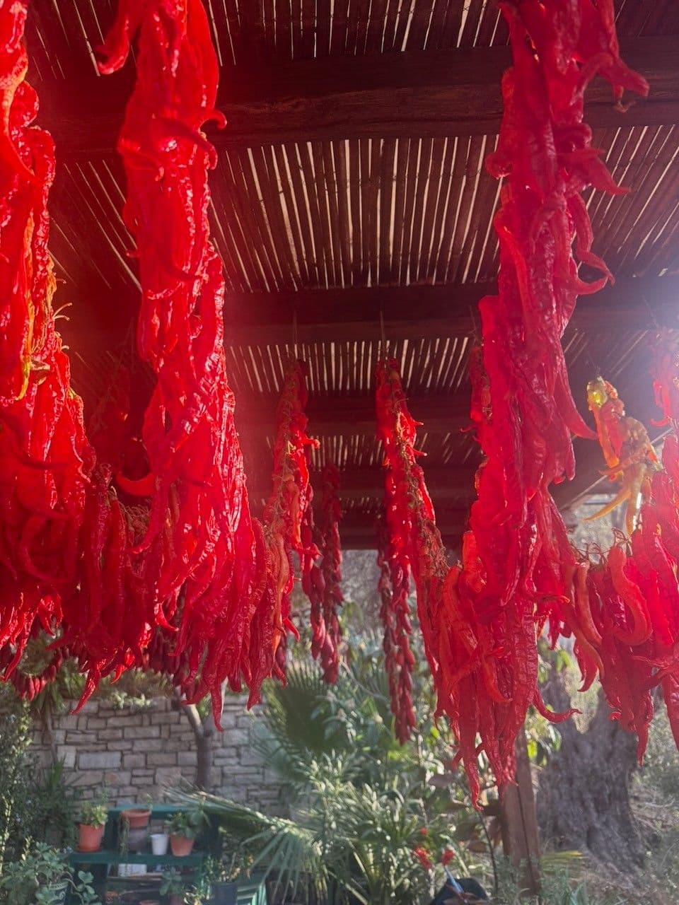 Fully dried red peppers hanging in the sun, the garden behind