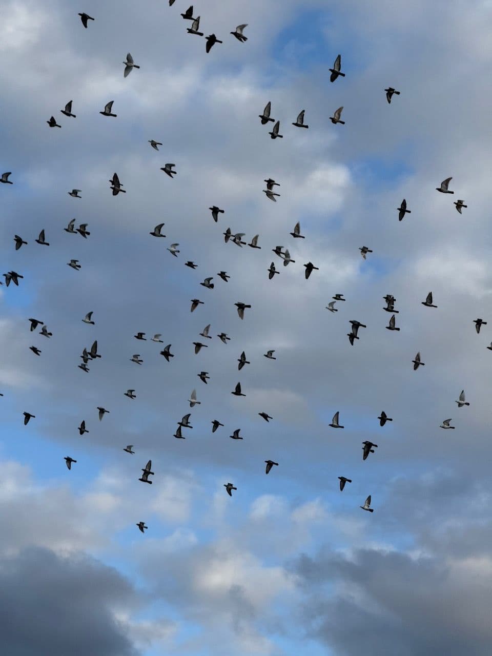 A large flock of pigeons scattered across a sky of broken cloud and blue